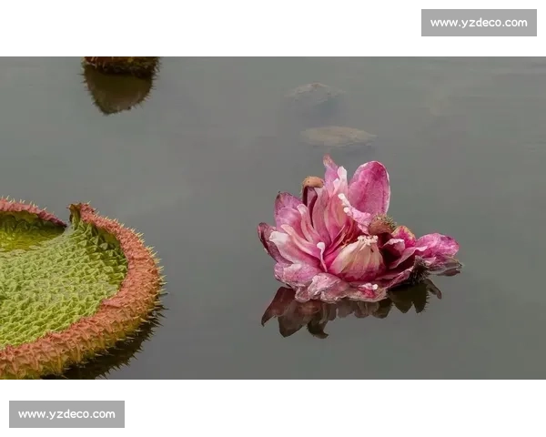 亚马孙王莲:黑夜绽放的 “善变花王” 亚马孙王莲:黑夜绽放的 “善变花王”